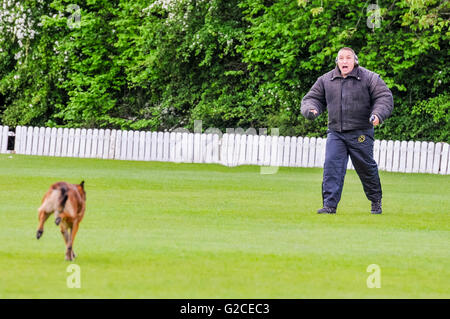 A police dog runs up to disable a man holding a gun during attack dog training Stock Photo