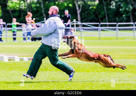 A police dog runs up to stop a man during attack dog training Stock Photo