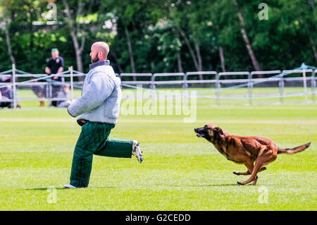 A police dog runs up to stop a man during attack dog training Stock Photo