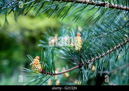 New cones on the pine tree, close-up Stock Photo