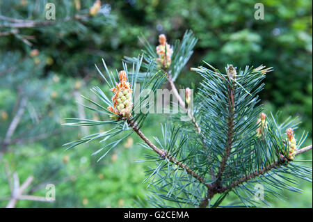 New cones on the pine tree, close-up Stock Photo