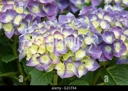 Hydrangea Macrophylla 'Jip blue'. Bigleaf hydrangea flowering Stock Photo