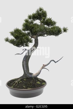 Illustration Bonsai Tree Isolated On White Stock Photo - Alamy