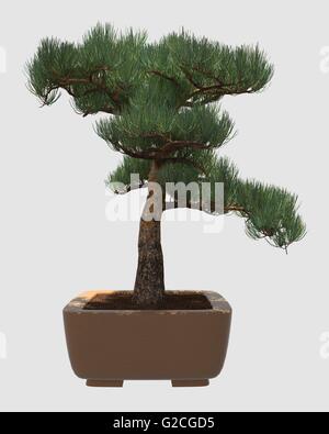 Illustration Bonsai Tree Isolated On White Stock Photo - Alamy