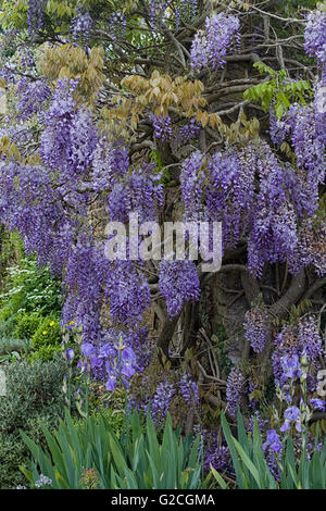 Wisteria growing over a wall in a garden Stock Photo