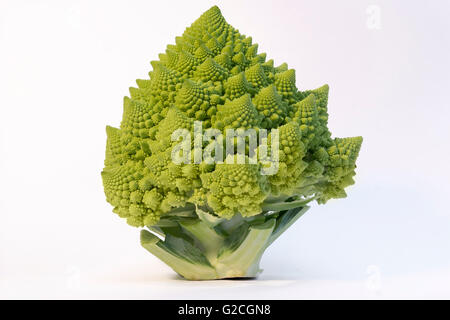 Romanesque cabbage shot against white background Stock Photo