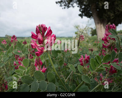 Italian sainfoin in bloom in Tuscan landscape Stock Photo