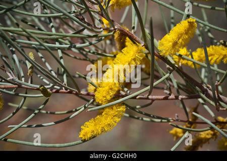 Striking yellow flower of Acacia aneura. Stock Photo