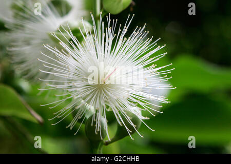 'Barringtonia racemosa', Stock Photo