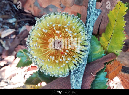 Australian golden Banksia flower viewed from above Stock Photo