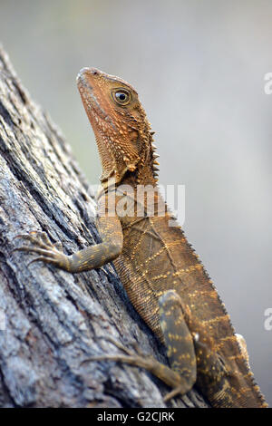 Bearded Dragons - Bush Heritage Australia