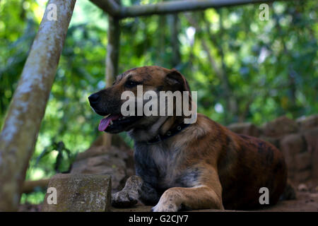 Dark Brown Dog Sitting showing its tongue Stock Photo