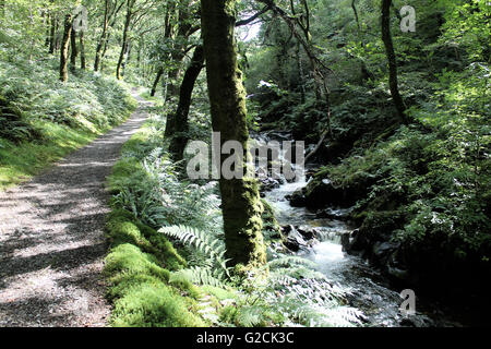 Nant Gwernol river woodland walk lies on the edge of Abergynolwyn Wales Stock Photo