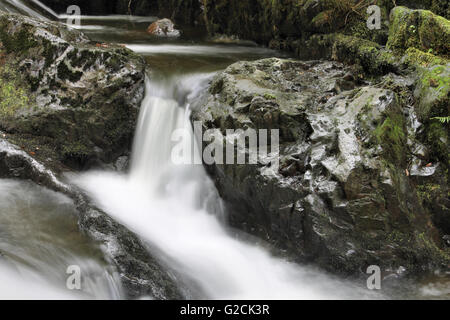 Nant Gwernol river and rocks on a woodland walk lies on the edge of Abergynolwyn Wales Stock Photo