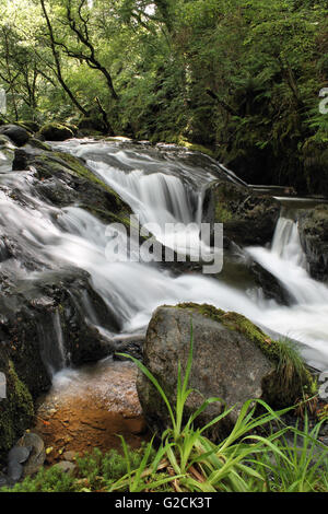 Nant Gwernol river woodland walk lies on the edge of Abergynolwyn Wales Stock Photo