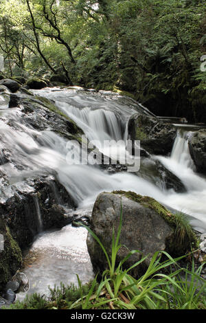 Nant Gwernol river woodland walk lies on the edge of Abergynolwyn Wales Stock Photo