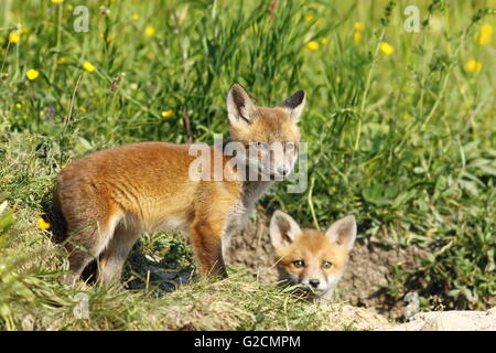 european fox cubs outside the burrow ( Vulpes vulpes ); they like to explore she surroundings while mother vixen is gone hunting Stock Photo