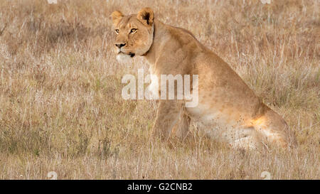 The Southwest African Lioness (Panthera leo bleyenberghi) Stock Photo