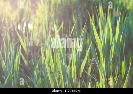 Green grass vintage effect Stock Photo