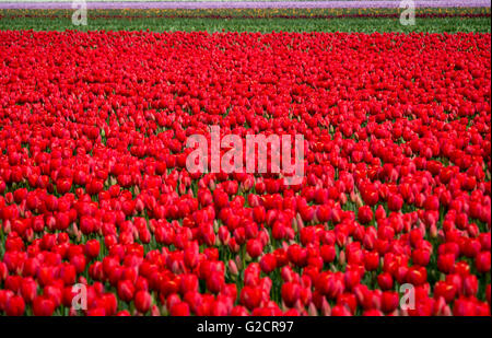 Tulips growing near Amsterdam, Netherlands Stock Photo - Alamy