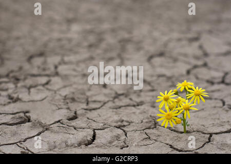 Horizontal side view of a lonely yellow flower growing on dried cracked soil