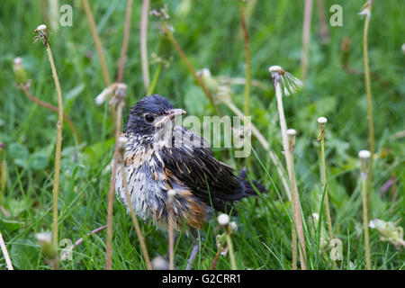 Juvenile American robin (Turdus migratorius) in spring Stock Photo