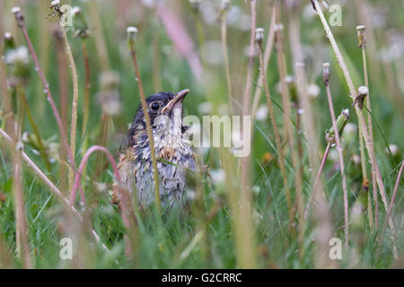 Juvenile American robin (Turdus migratorius) in spring Stock Photo
