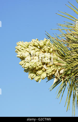 Joshua tree yucca plant flower bloom morning hike at California Poppy Reserve Stock Photo