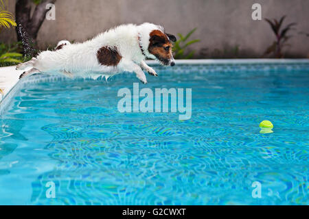 Playful jack russell terrier puppy in swimming pool has fun - dog jump and dive underwater to retrieve ball. Stock Photo