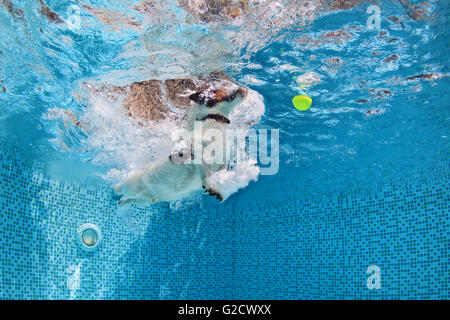 Playful jack russell terrier puppy in swimming pool training with fun - dog jump and dive underwater to retrieve ball. Stock Photo