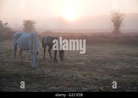 New Forest Ponies in autumn mist Fletchers Green New Forest National Park Hampshire England UK Stock Photo