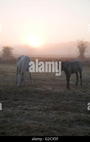 New Forest Ponies in autumn mist Fletchers Green New Forest National Park Hampshire England UK Stock Photo