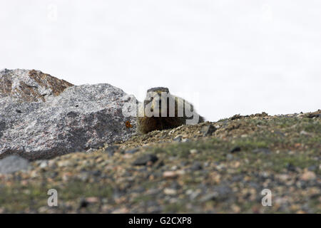 Yellow-bellied marmot Marmota flaviventris Yellowstone National Park Wyoming USA Stock Photo