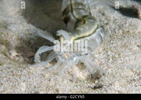 March 3, 2016 - Red Sea, Egypt - Spotted Worm Sea Cucumber, Feather mouth sea cucumber or giant synaptid sea cucumber (Synapta maculata) Red sea, Egypt, Africa (Credit Image: © Andrey Nekrasov/ZUMA Wire/ZUMAPRESS.com)