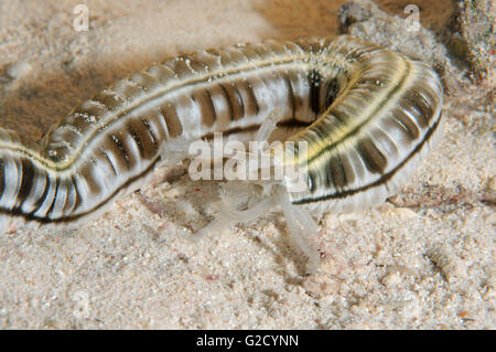 March 3, 2016 - Spotted Worm Sea Cucumber, Feather mouth sea cucumber or giant synaptid sea cucumber (Synapta maculata) Red sea, Egypt, Africa (Credit Image: © Andrey Nekrasov/ZUMA Wire/ZUMAPRESS.com)