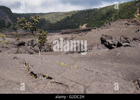 Surface of the Kilauea Iki Crater in Volcanoes National Park in Hawaii, United States. Stock Photo