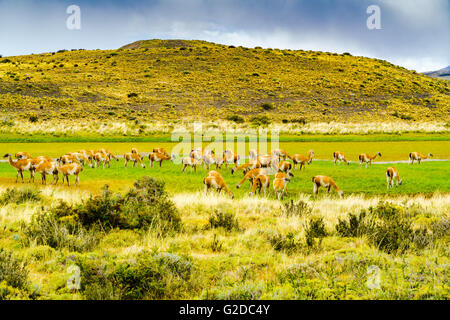 Flock of Guanaco in the field of Torres Del Paine National Park, Chile Stock Photo