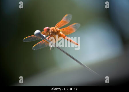 Dragonfly on Car Antenna Stock Photo