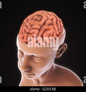 Human Brain Anatomy Stock Photo