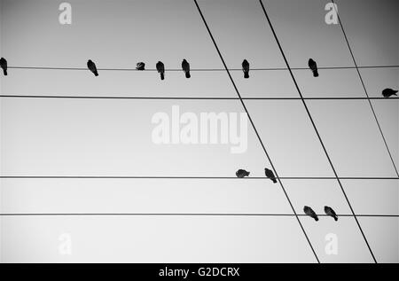 Birds Sitting on Wires with Geometric Pattern, Low Angle View Stock Photo
