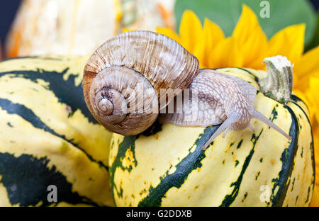 Autumn Image with small banded garden snails and vineyard snails crawling on Pumpkins Stock Photo