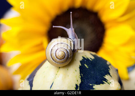 Autumn Image with small banded garden snails and vineyard snails crawling on Pumpkins Stock Photo