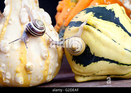 Autumn Image with small banded garden snails and vineyard snails crawling on Pumpkins Stock Photo