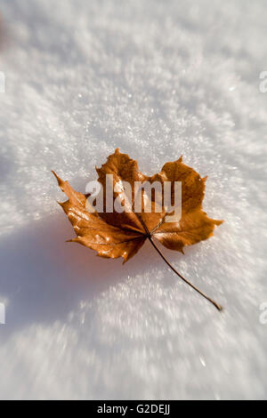 Single Fallen Maple Leaf on Snow Stock Photo