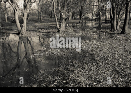 Trees in Flooded Field, Orchard Beach Park, Bronx, New York City, USA Stock Photo