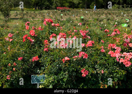 Edisto Memorial Rose Garden in Orangeburg South Carolina USA. Stock Photo