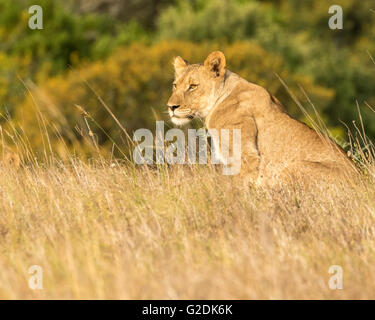 The Southwest African Lioness (Panthera leo bleyenberghi) Stock Photo
