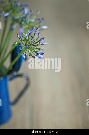 Stilleben mit blauen Zwiebelblüten in Retro - Kaffeekanne Stock Photo