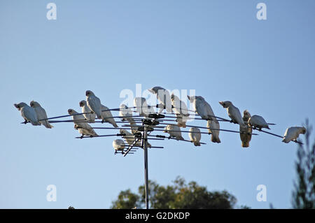 Little Cockatoos perched on a television aerial. Stock Photo