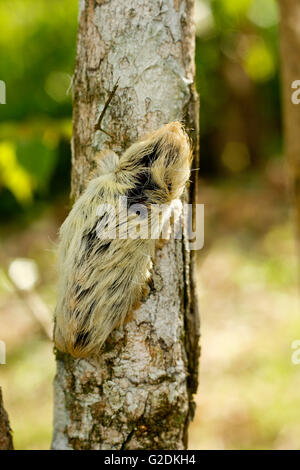 Moth. Southern flannel moth, Megalopyge opercularis. Matses reserve. Amazon Peru Stock Photo